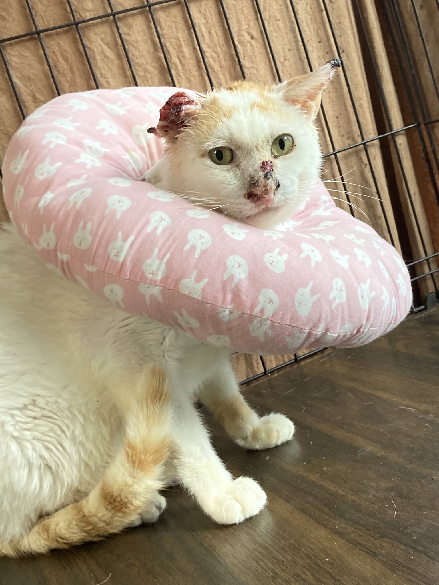 サバニ／東京シェルター