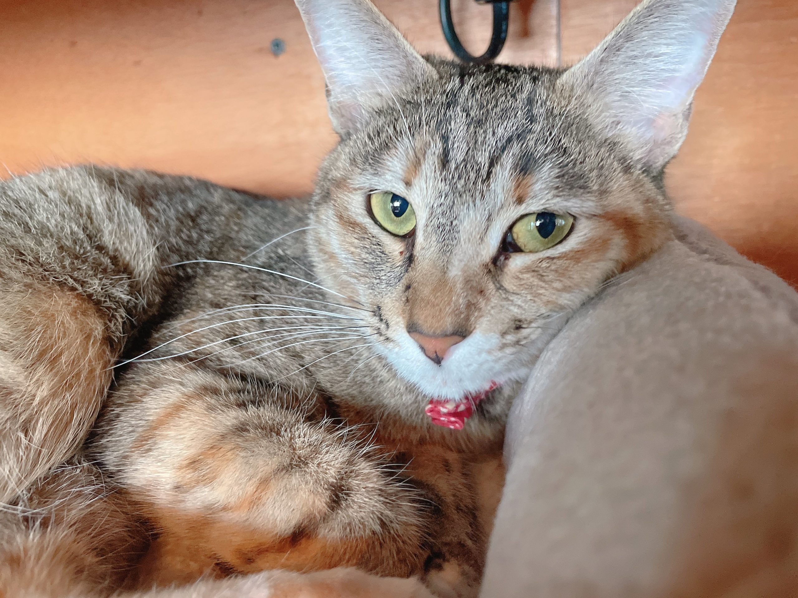 カービィ／要にゃんこ亭