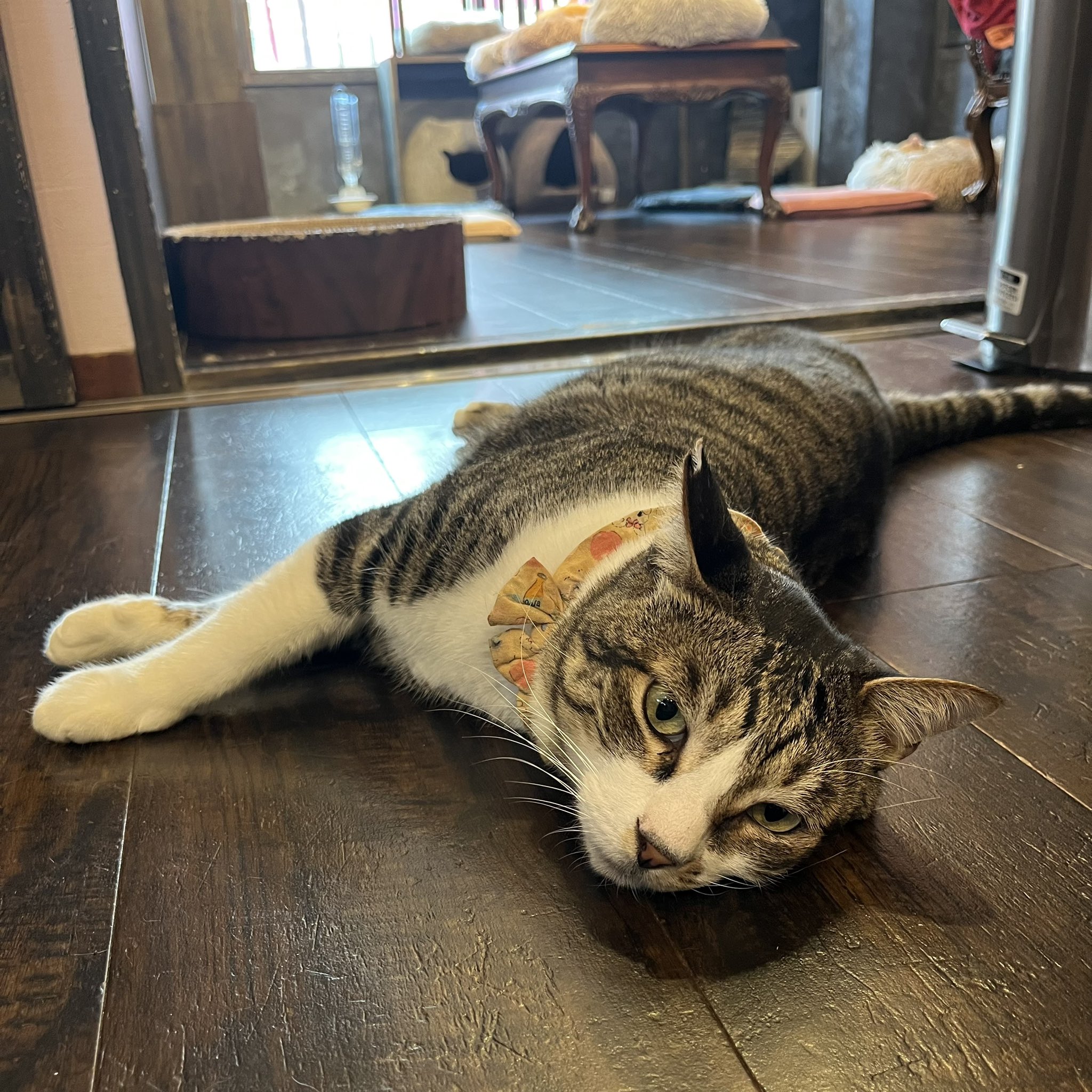 レア／上板にゃんこ亭